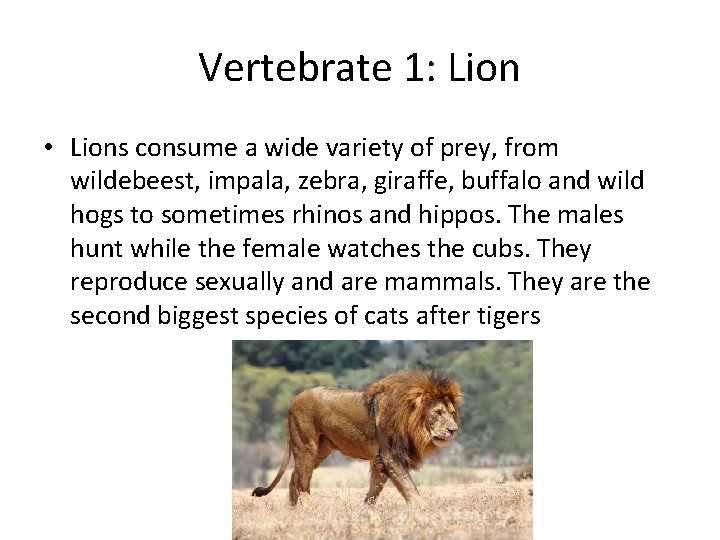 Vertebrate 1: Lion • Lions consume a wide variety of prey, from wildebeest, impala,