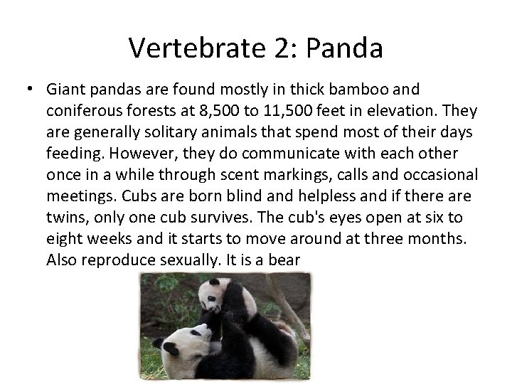 Vertebrate 2: Panda • Giant pandas are found mostly in thick bamboo and coniferous