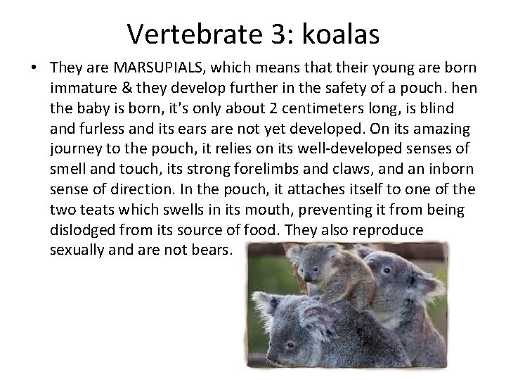 Vertebrate 3: koalas • They are MARSUPIALS, which means that their young are born