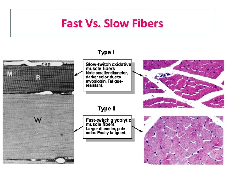 Fast Vs. Slow Fibers Type II 