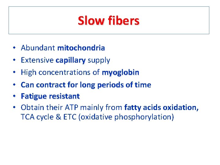 Slow fibers • • • Abundant mitochondria Extensive capillary supply High concentrations of myoglobin