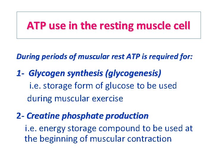 ATP use in the resting muscle cell During periods of muscular rest ATP is