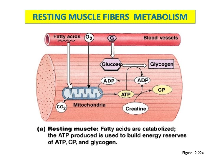 RESTING MUSCLE FIBERS METABOLISM Figure 10– 20 a 