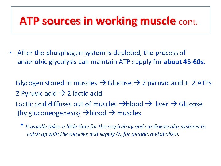 ATP sources in working muscle cont. • After the phosphagen system is depleted, the
