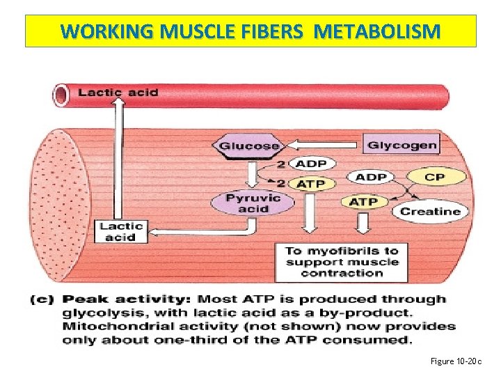 WORKING MUSCLE FIBERS METABOLISM Figure 10– 20 c 