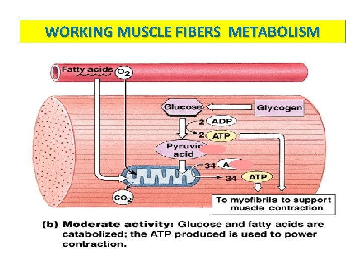 WORKING MUSCLE FIBERS METABOLISM 