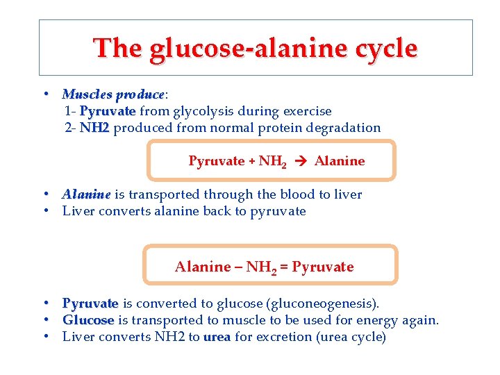 The glucose-alanine cycle • Muscles produce: produce 1 - Pyruvate from glycolysis during exercise