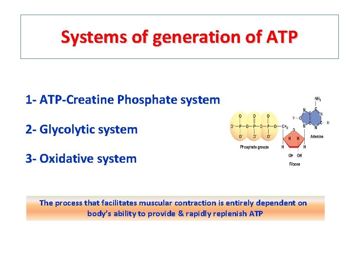 Systems of generation of ATP 1 - ATP-Creatine Phosphate system 2 - Glycolytic system