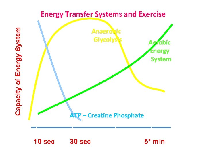 Anaerobic Glycolysis % C a p a c i ty o f E n