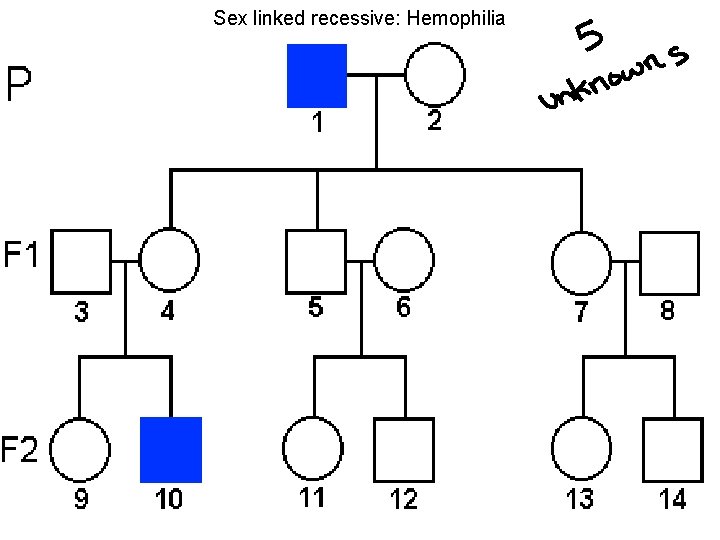 Sex linked recessive: Hemophilia 