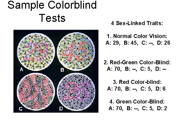 Sample Colorblind Tests 4 Sex-Linked Traits: 1. Normal Color Vision: A: 29, B: 45,