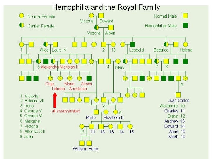 Hemophilia and the Royal Family 