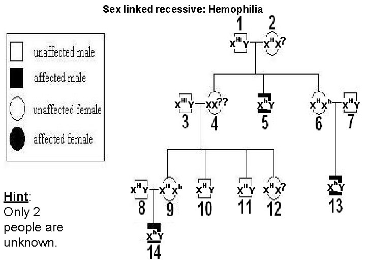 Sex linked recessive: Hemophilia Hint: Only 2 people are unknown. 