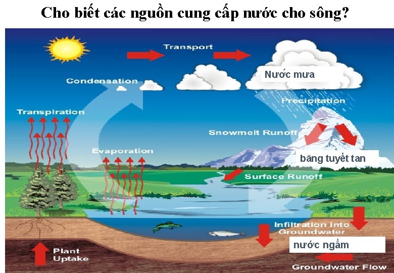 Cho biết các nguồn cung cấp nước cho sông? Nươ c mưa băng tuyết