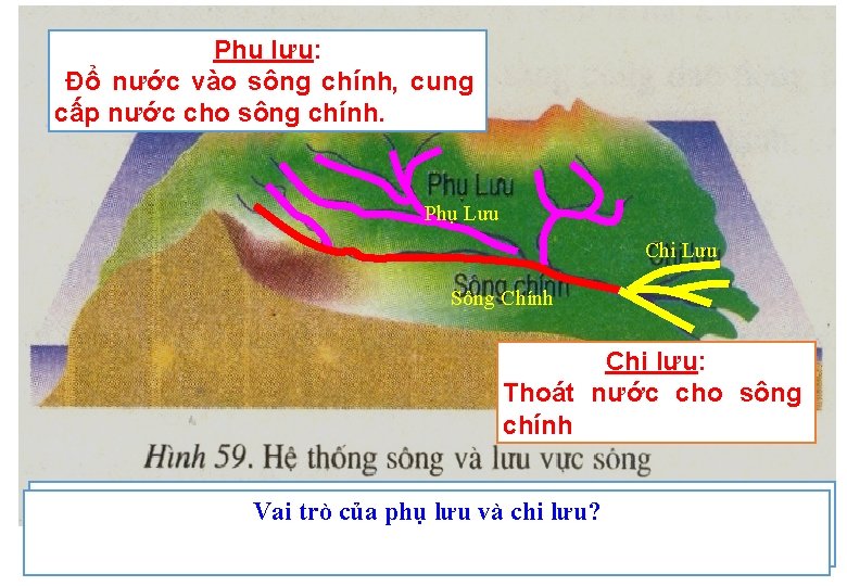 Phụ lưu: Đổ nước vào sông chính, cung cấp nước cho sông chính. Phụ