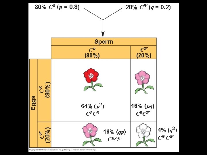 80% CR ( p = 0. 8) 20% CW (q = 0. 2) CR