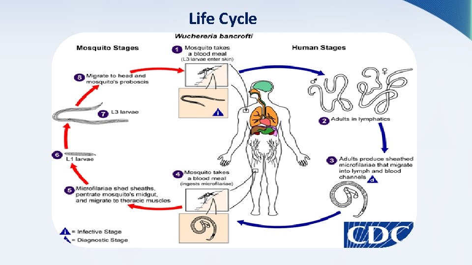 Life Cycle 