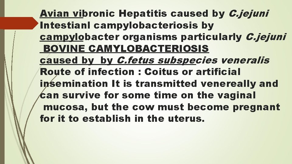 Avian vibronic Hepatitis caused by C. jejuni Intestianl campylobacteriosis by campylobacter organisms particularly C.