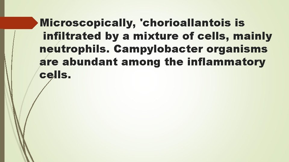 Microscopically, 'chorioallantois is infiltrated by a mixture of cells, mainly neutrophils. Campylobacter organisms are