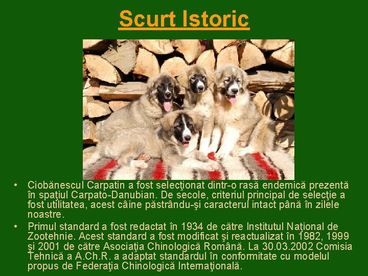 Scurt Istoric • Ciobănescul Carpatin a fost selecţionat dintr-o rasă endemică prezentă în spaţiul