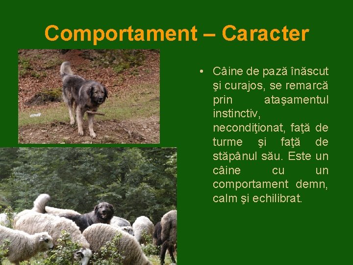 Comportament – Caracter • Câine de pază înăscut şi curajos, se remarcă prin ataşamentul