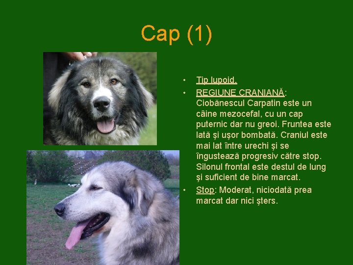 Cap (1) • • • Tip lupoid. REGIUNE CRANIANĂ: Ciobănescul Carpatin este un câine