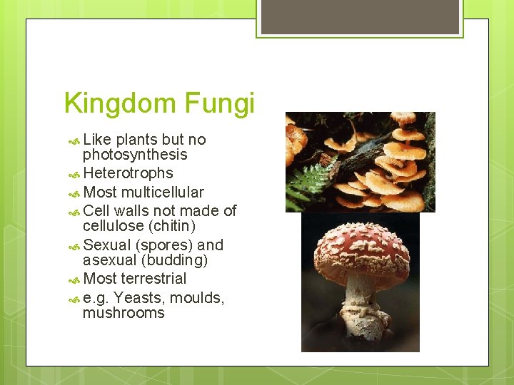 Kingdom Fungi Like plants but no photosynthesis Heterotrophs Most multicellular Cell walls not made