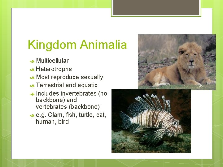 Kingdom Animalia Multicellular Heterotrophs Most reproduce sexually Terrestrial and aquatic Includes invertebrates (no backbone)