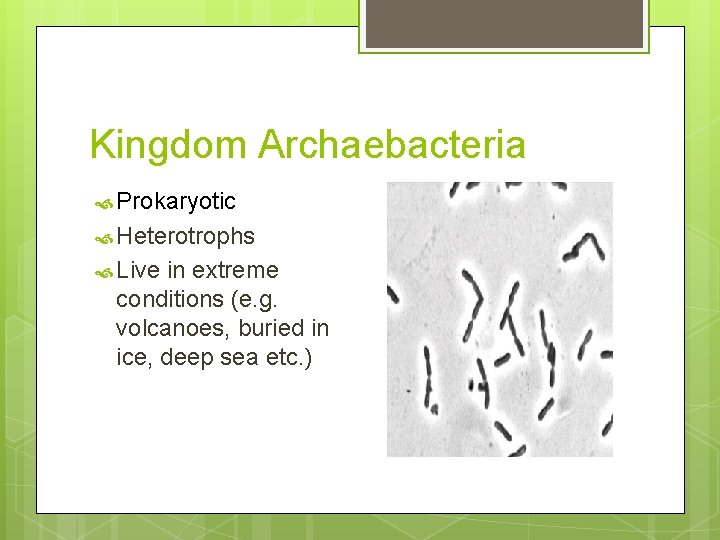 Kingdom Archaebacteria Prokaryotic Heterotrophs Live in extreme conditions (e. g. volcanoes, buried in ice,
