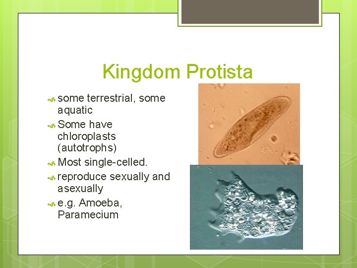 Kingdom Protista some terrestrial, some aquatic Some have chloroplasts (autotrophs) Most single-celled. reproduce sexually