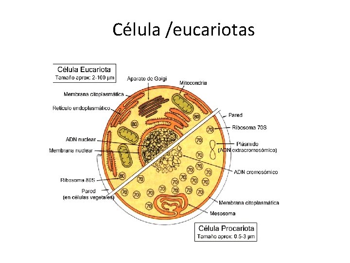 Célula /eucariotas 