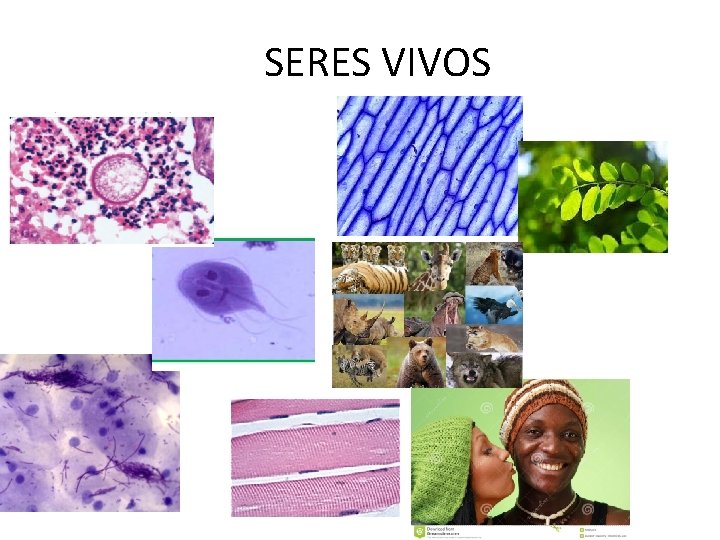 SERES VIVOS 