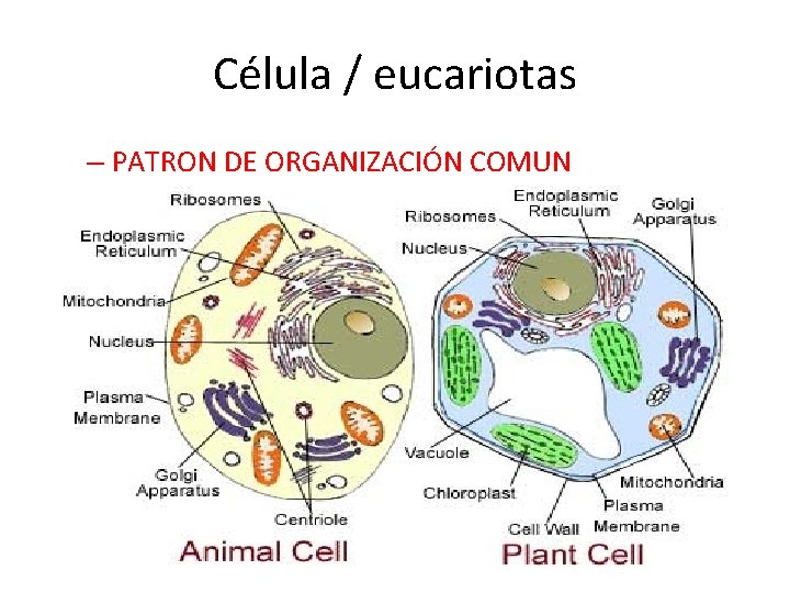 Célula / eucariotas – PATRON DE ORGANIZACIÓN COMUN 
