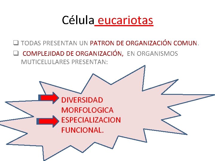 Célula eucariotas q TODAS PRESENTAN UN PATRON DE ORGANIZACIÓN COMUN. q COMPLEJIDAD DE ORGANIZACIÓN,