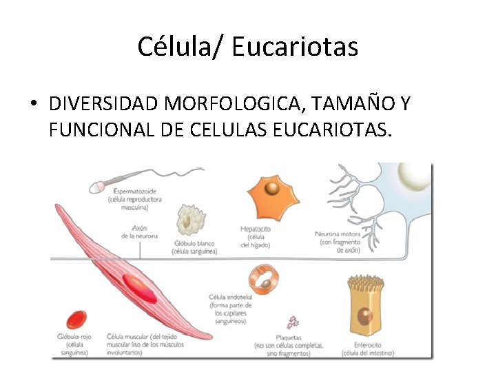 Célula/ Eucariotas • DIVERSIDAD MORFOLOGICA, TAMAÑO Y FUNCIONAL DE CELULAS EUCARIOTAS. 