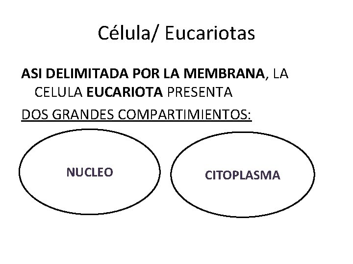 Célula/ Eucariotas ASI DELIMITADA POR LA MEMBRANA, LA CELULA EUCARIOTA PRESENTA DOS GRANDES COMPARTIMIENTOS: