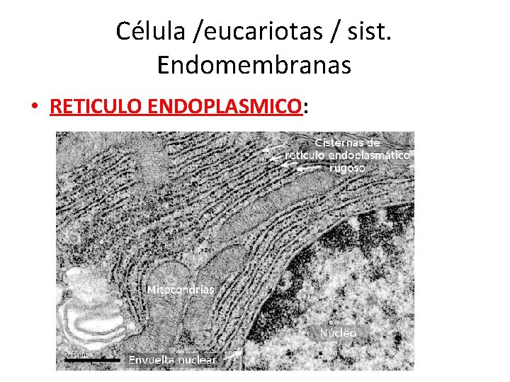 Célula /eucariotas / sist. Endomembranas • RETICULO ENDOPLASMICO: 