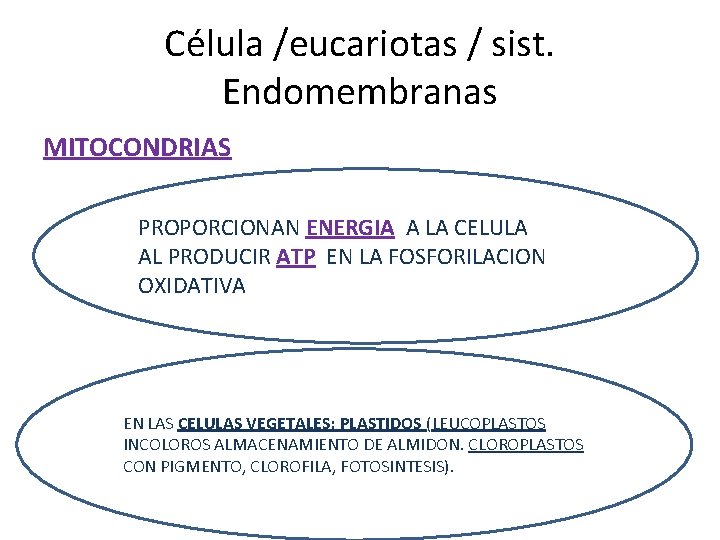 Célula /eucariotas / sist. Endomembranas MITOCONDRIAS PROPORCIONAN ENERGIA A LA CELULA AL PRODUCIR ATP