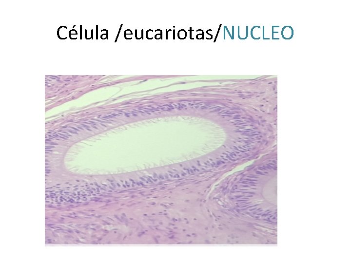Célula /eucariotas/NUCLEO 