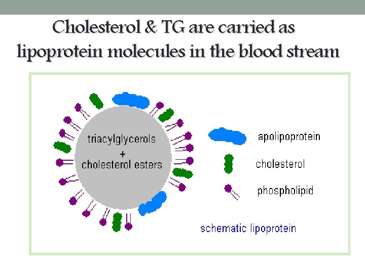 Cholesterol & TG are carried as lipoprotein molecules in the blood stream 