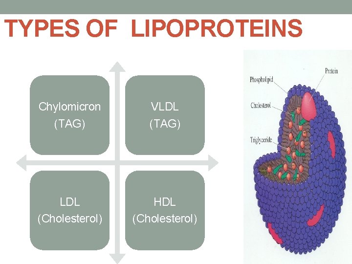 TYPES OF LIPOPROTEINS Chylomicron (TAG) VLDL (TAG) LDL (Cholesterol) HDL (Cholesterol) 