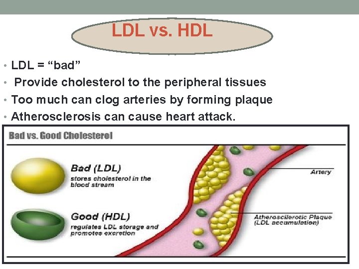 LDL vs. HDL • LDL = “bad” • Provide cholesterol to the peripheral tissues