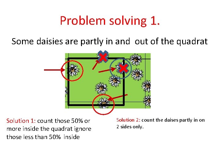Problem solving 1. Some daisies are partly in and out of the quadrat Solution