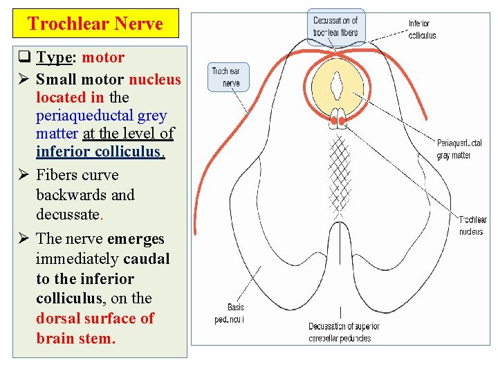 Trochlear Nerve q Type: motor Ø Small motor nucleus located in the periaqueductal grey