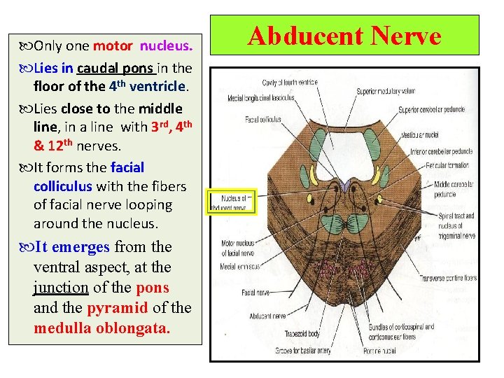  Only one motor nucleus. Lies in caudal pons in the floor of the