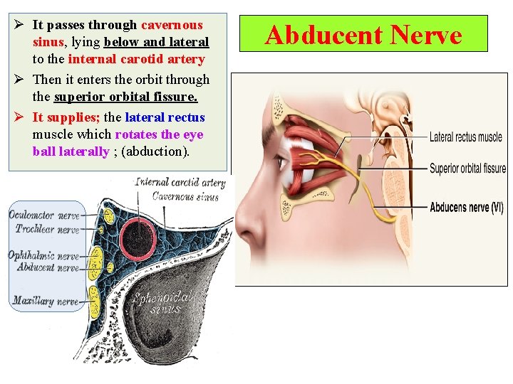 Ø It passes through cavernous sinus, lying below and lateral to the internal carotid