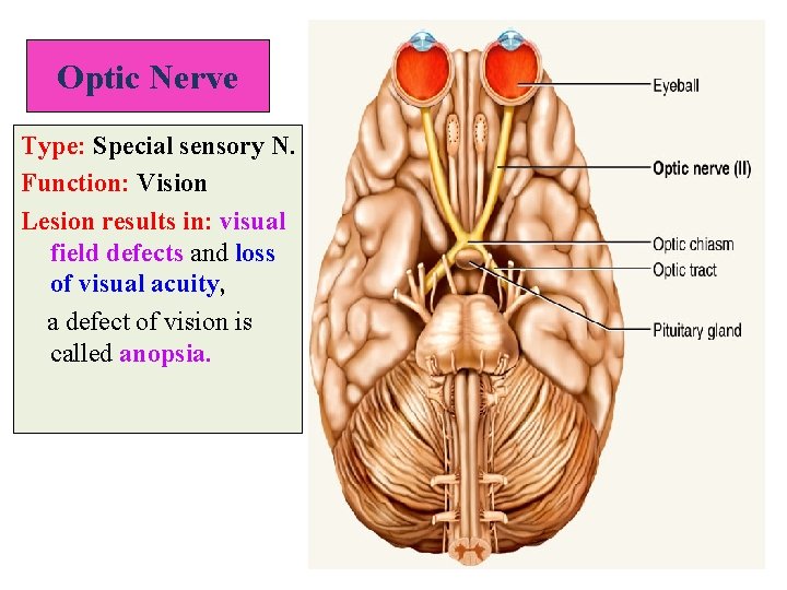 Optic Nerve Type: Special sensory N. Function: Vision Lesion results in: visual field defects