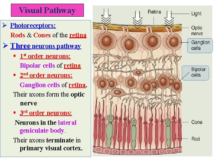 Visual Pathway Ø Photoreceptors: Rods & Cones of the retina Ø Three neurons pathway