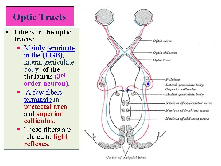 Optic Tracts • Fibers in the optic tracts: § Mainly terminate in the (LGB),