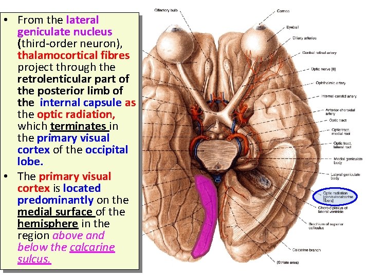  • From the lateral geniculate nucleus (third-order neuron), thalamocortical fibres project through the